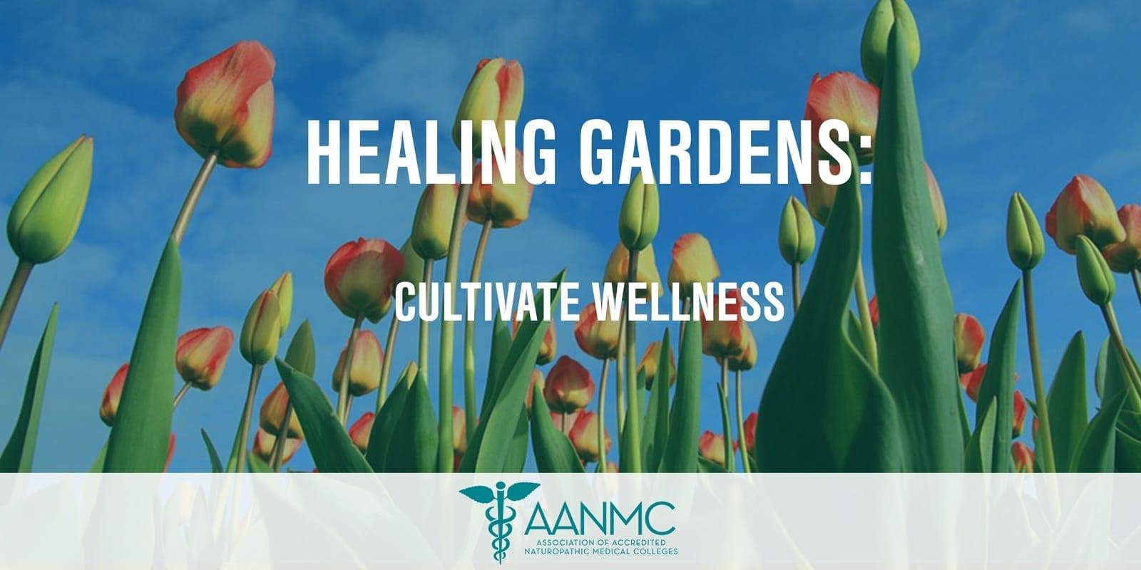Using Healing Gardens To Cultivate Wellness Aanmc Using Healing Gardens To Cultivate Wellness Aanmc