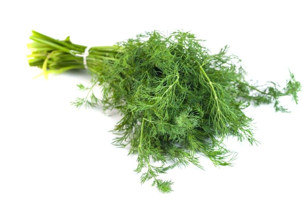 The Naturopathic Kitchen: Dill 101