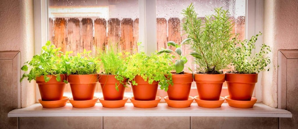 windowsill herb garden