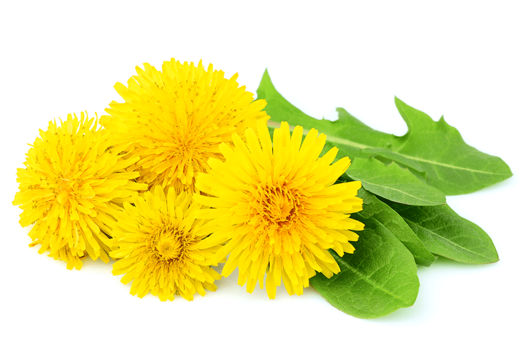 Dandelion 101 : Naturopathic Kitchen