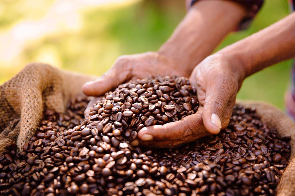 The coffee that heals- KING COFFEE — Rooted In Health