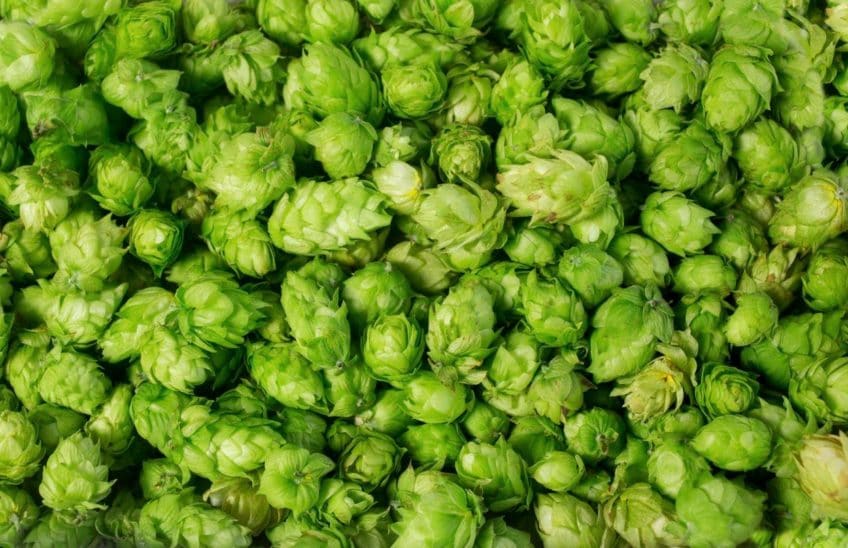 Fresh hops flowers.