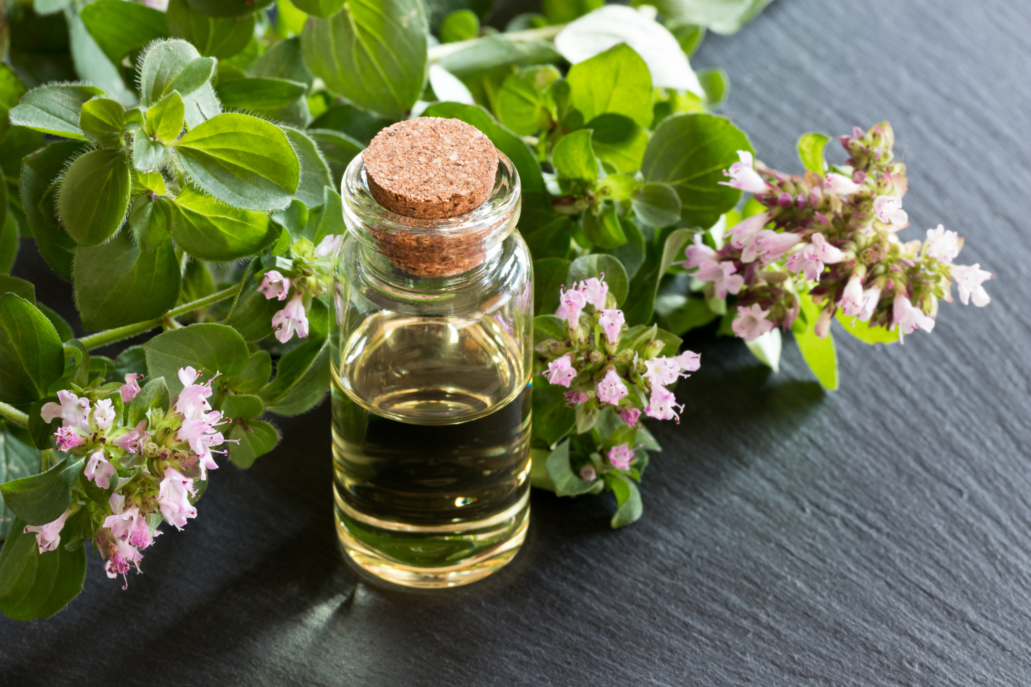 Oil of Oregano Benefits: Skin, Gut & Infections | AANMC